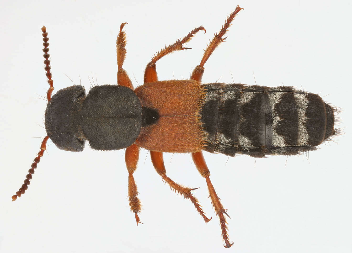 Image of Platydracus (Platydracus) stercorarius (Olivier & A. G. 1795)
