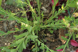 Image of flowering flax