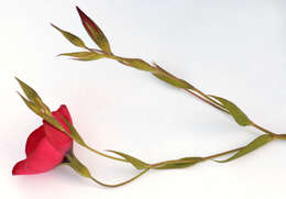 Image of flowering flax