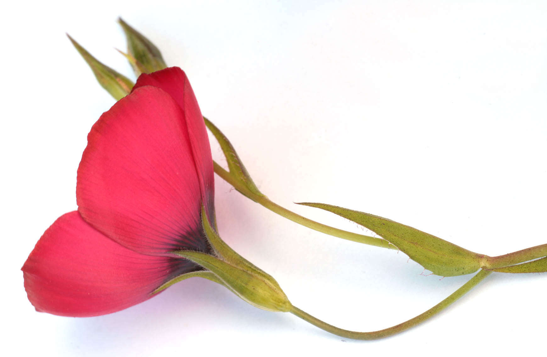 Image of flowering flax