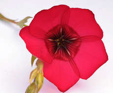 Image of flowering flax