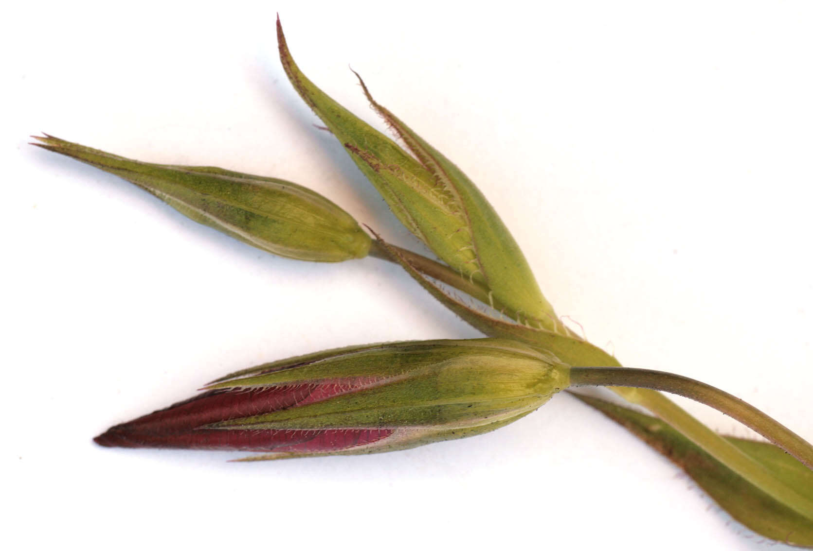 Image of flowering flax