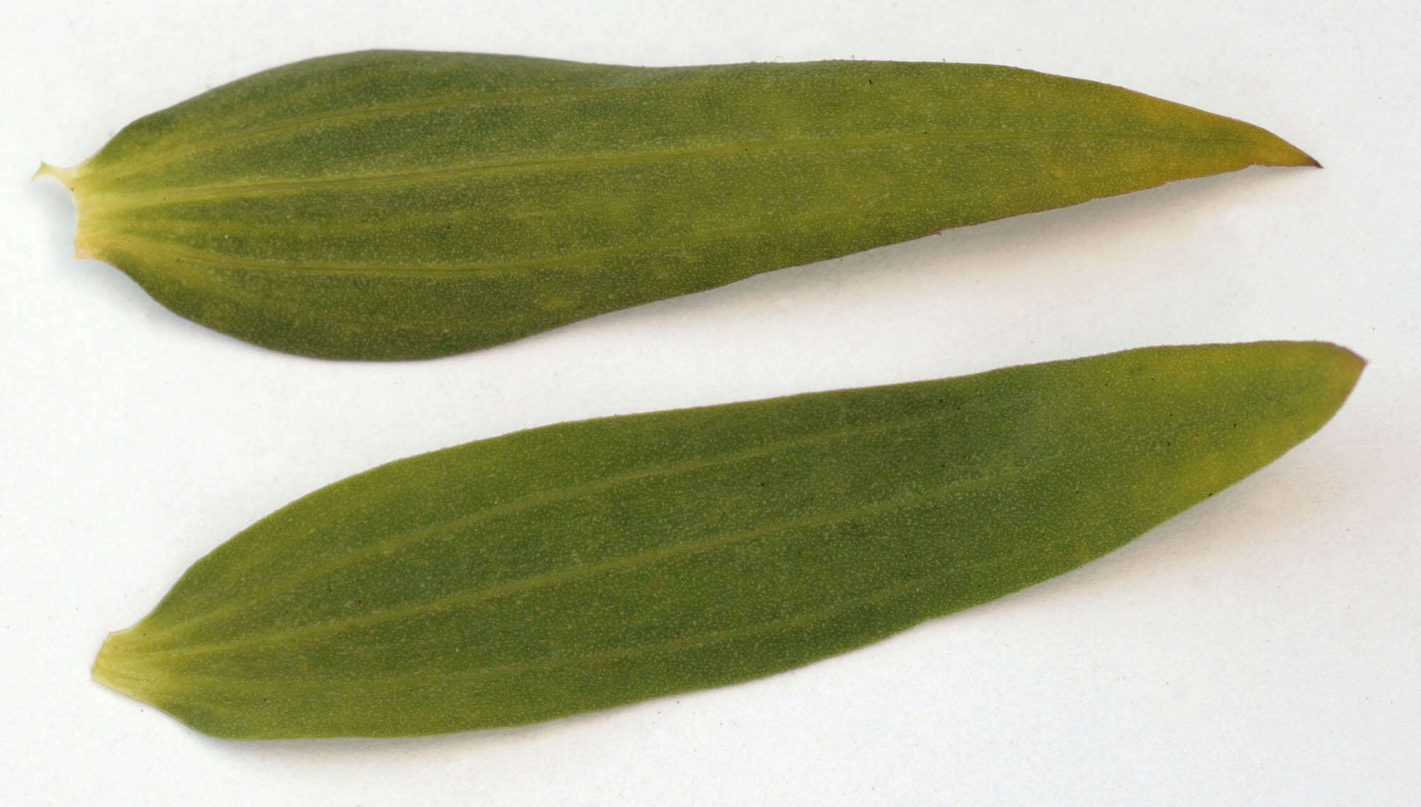 Image of flowering flax