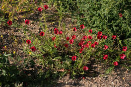 Image of flowering flax