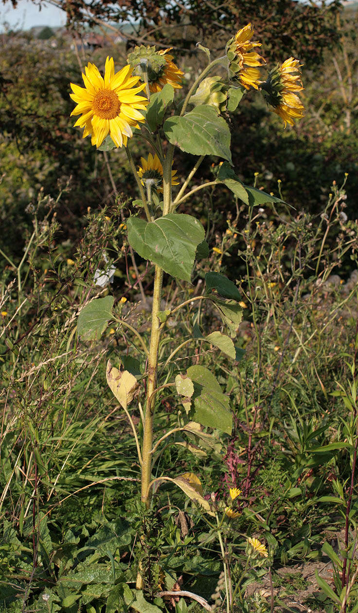 Image of common sunflower