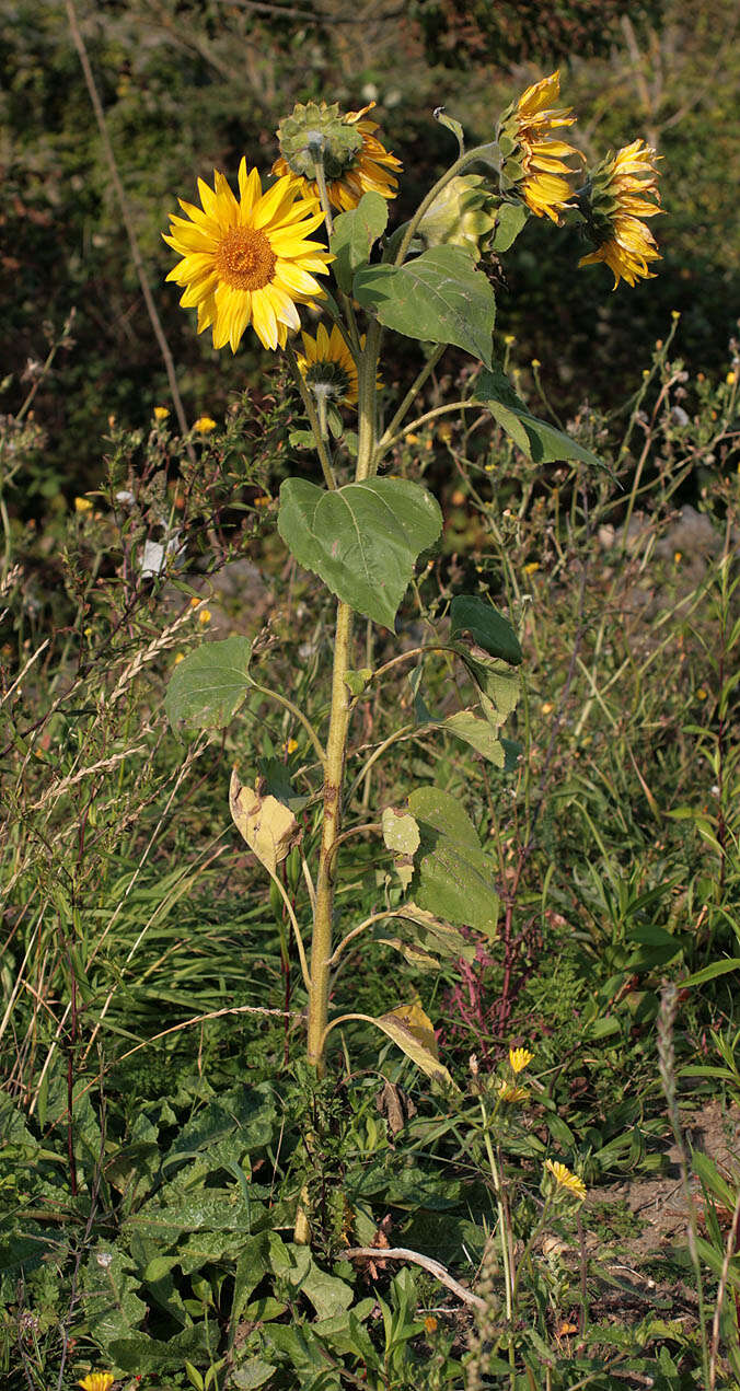 Image of common sunflower