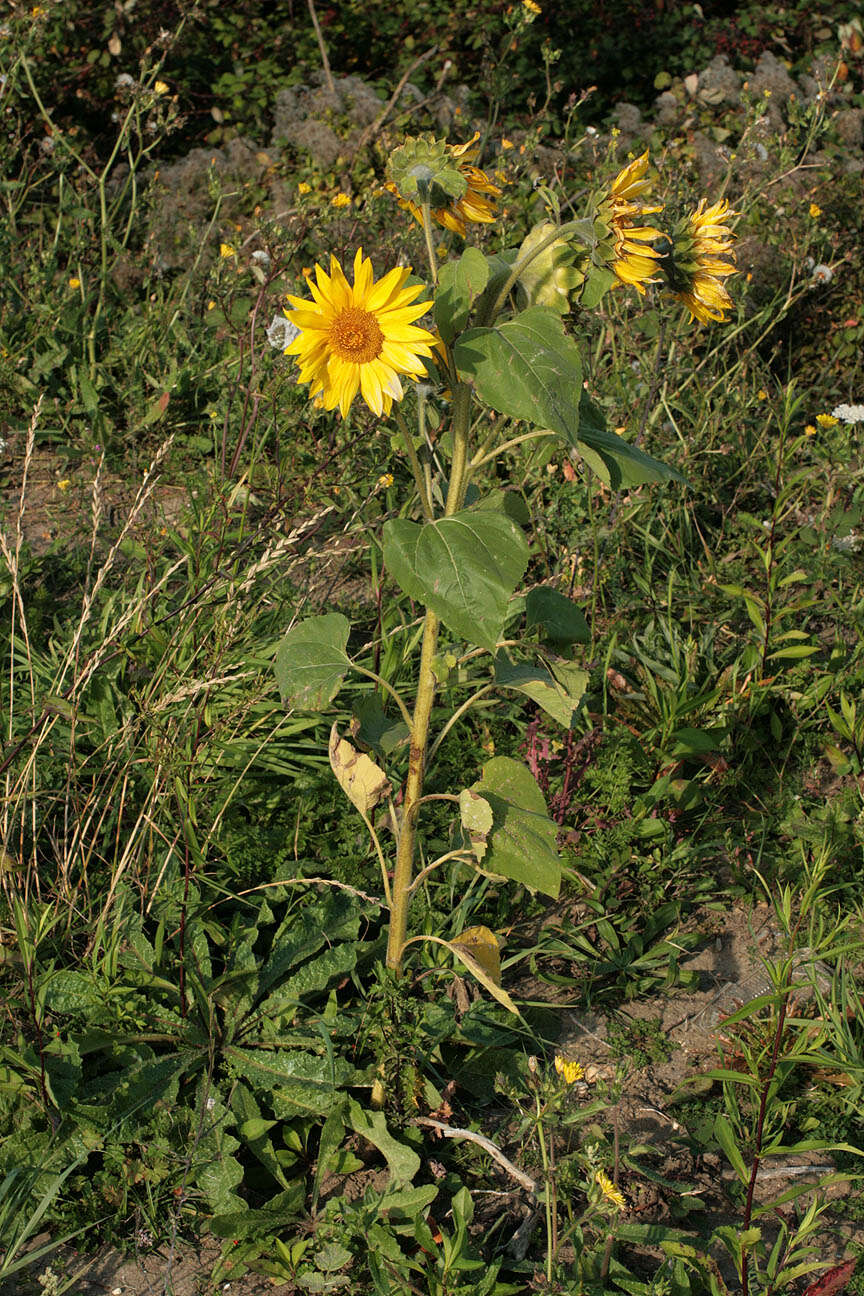 Image of common sunflower