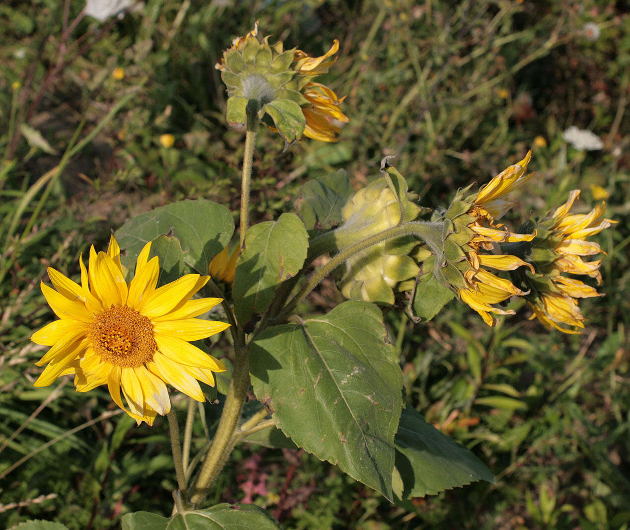 Image of common sunflower