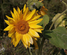 Image of common sunflower