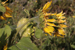 Image of common sunflower