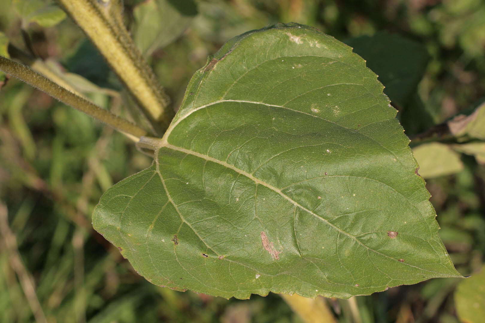 Image of common sunflower