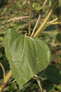 Image of common sunflower