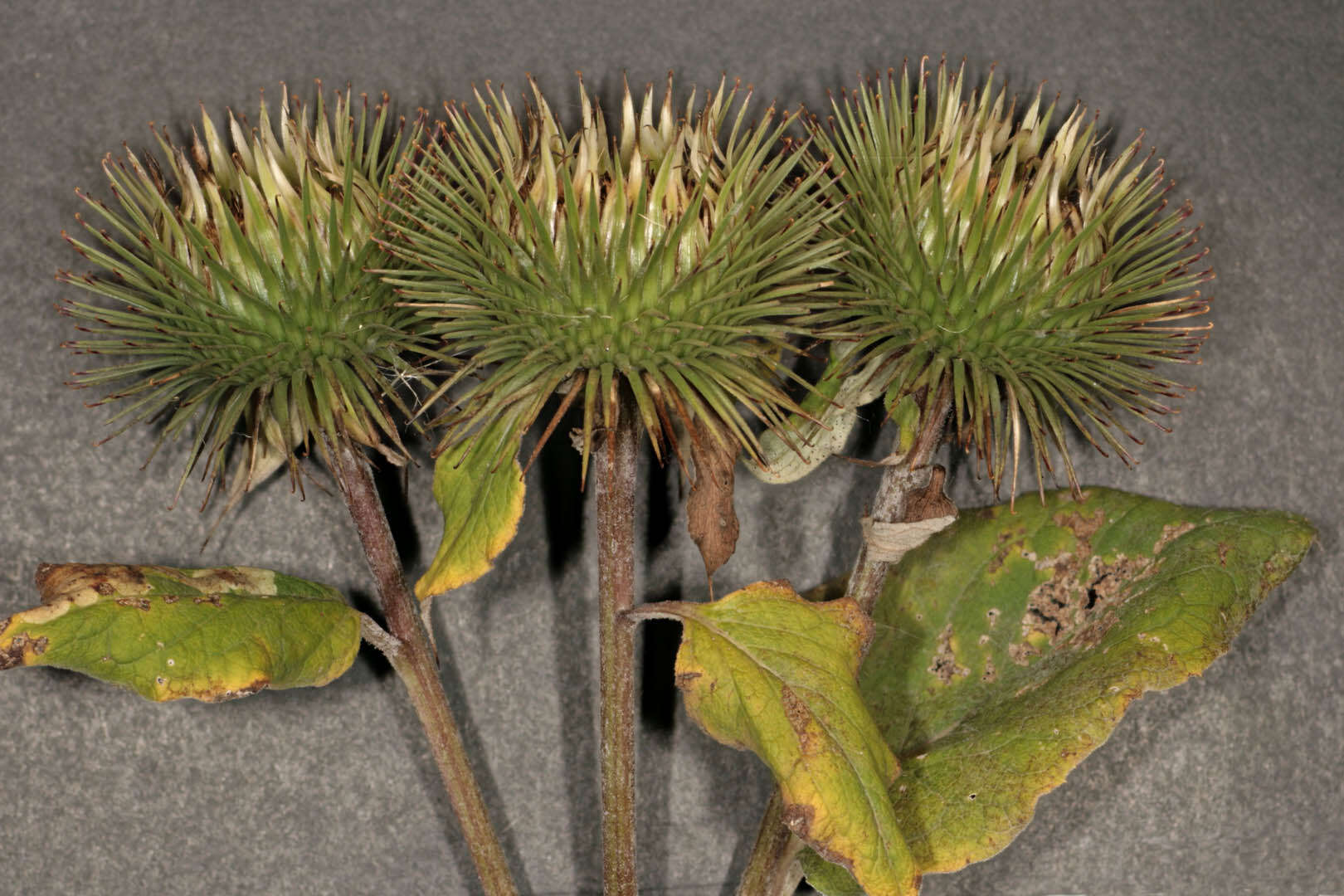 Image of greater burdock