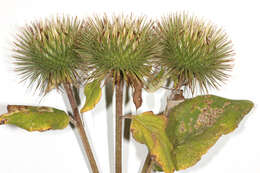 Image of greater burdock