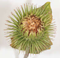 Image of greater burdock