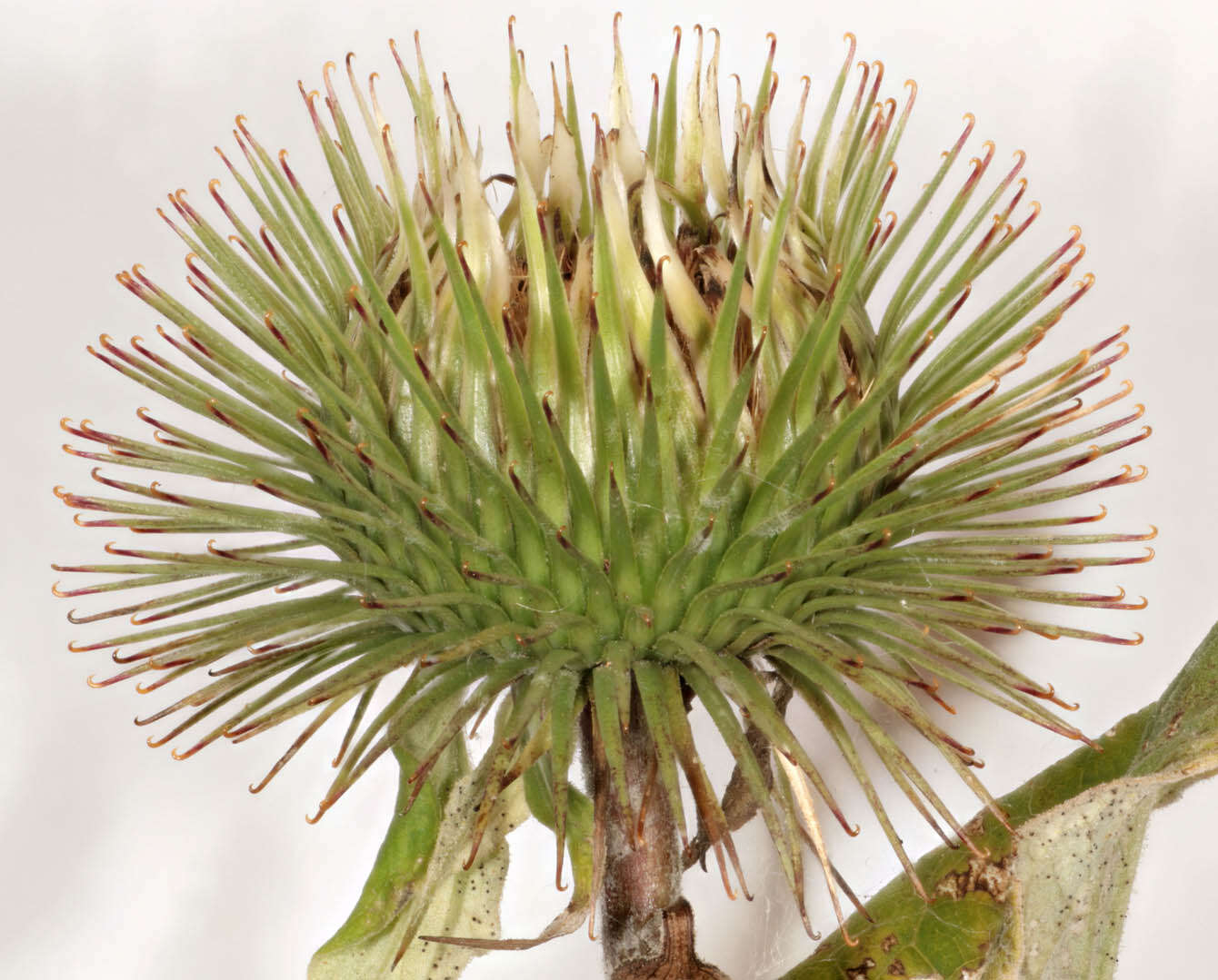 Image of greater burdock