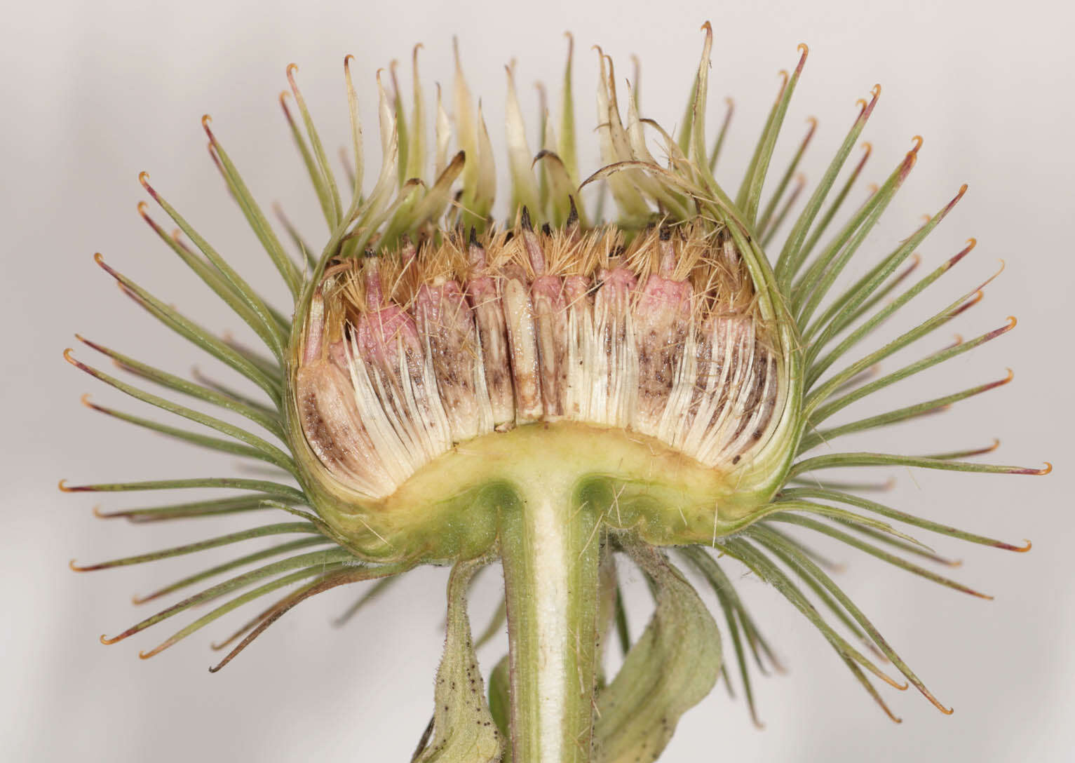 Image of greater burdock