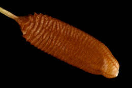 Image of Helminthotheca