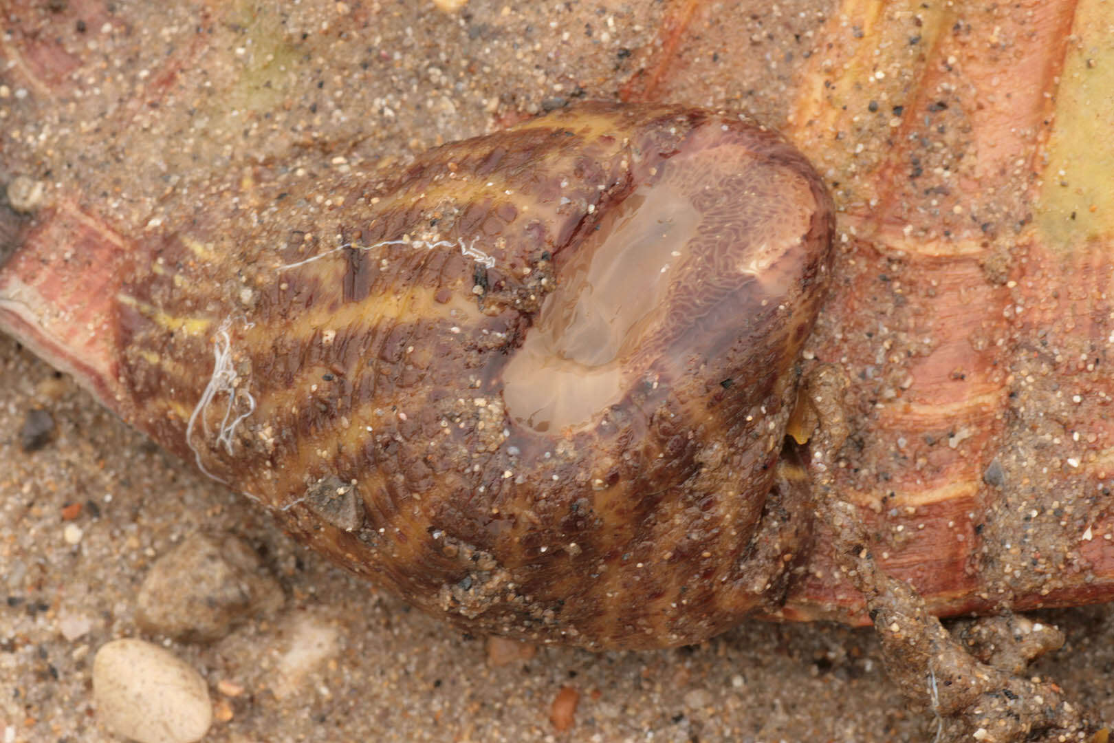 Image of parasitic anemone