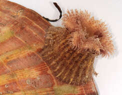 Image of parasitic anemone