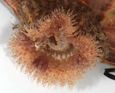 Image of parasitic anemone