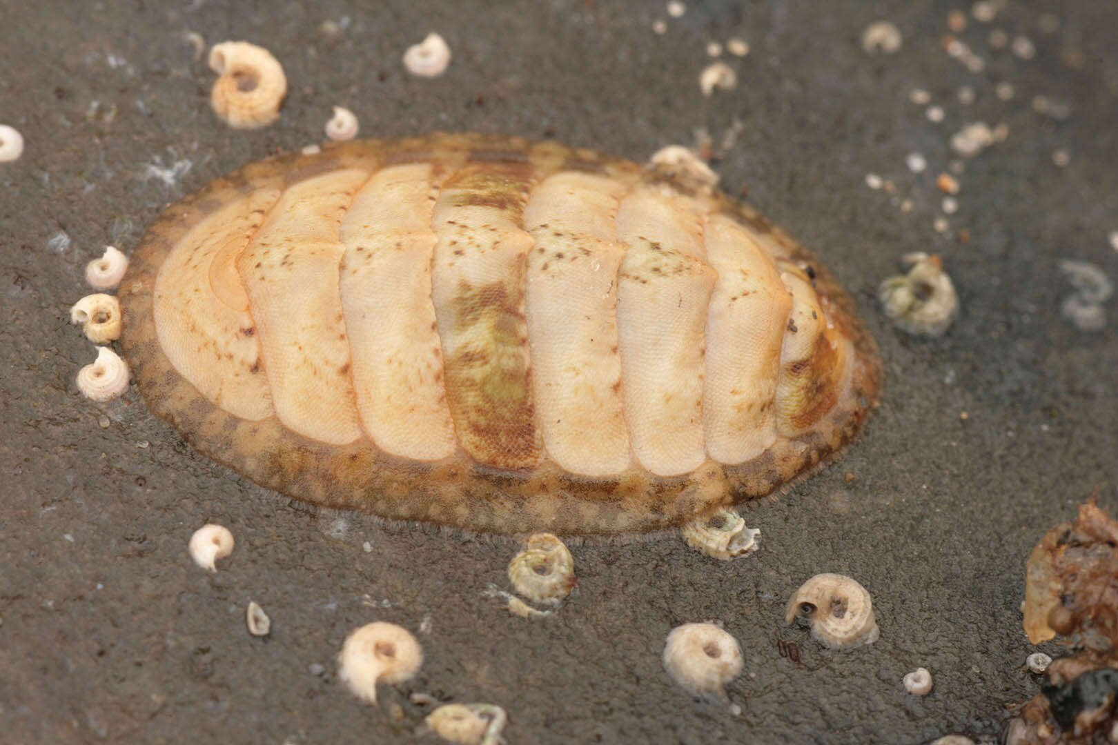 Imagem de Lepidochitona cinerea