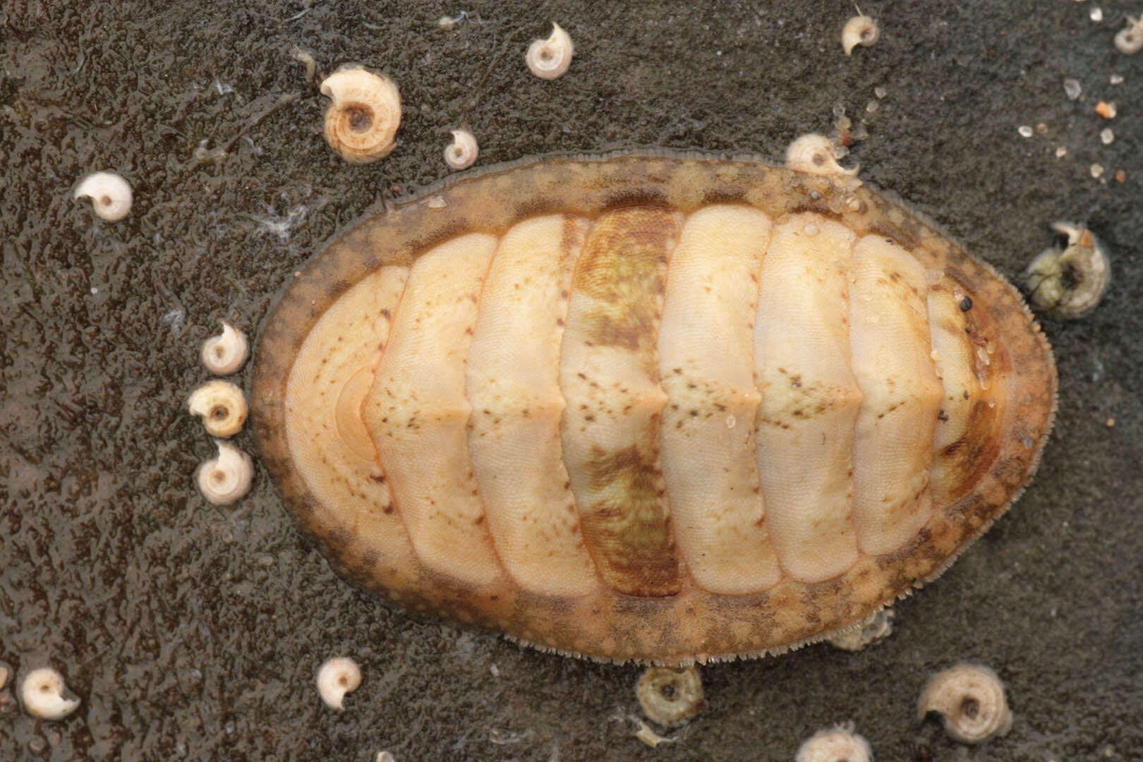 Image of cinereous chiton