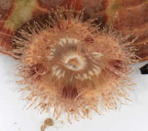 Image of parasitic anemone