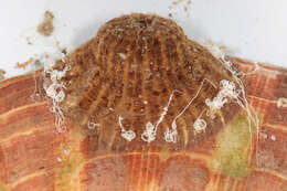 Image of parasitic anemone