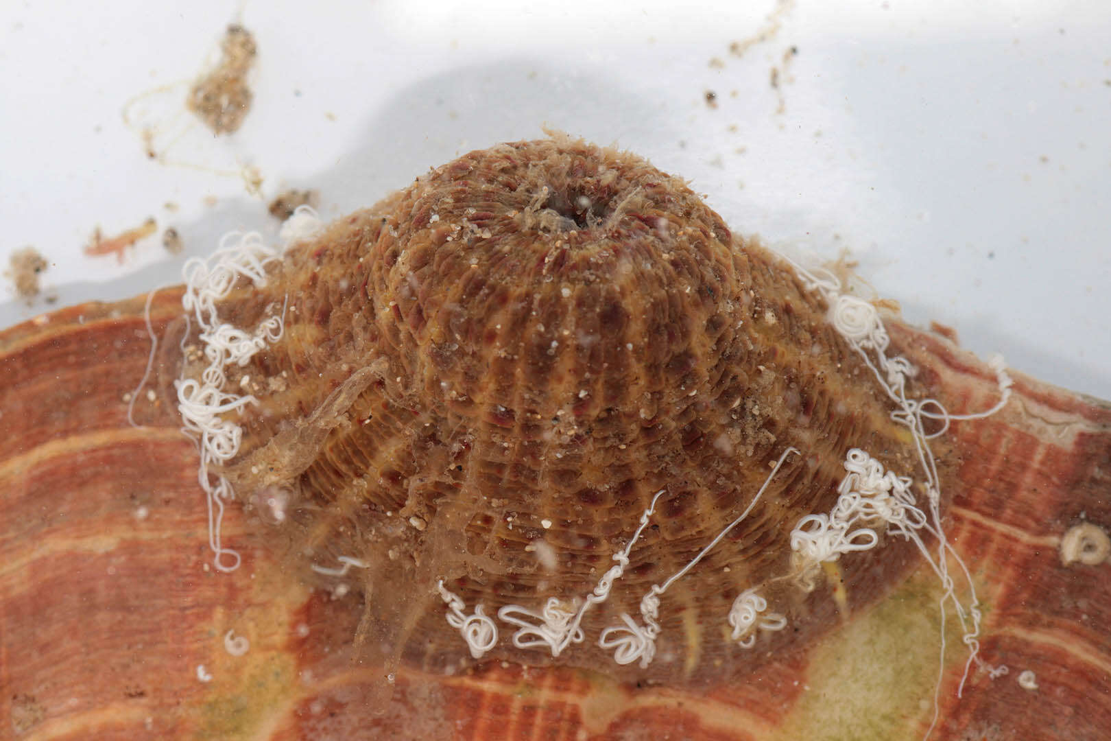 Image of parasitic anemone