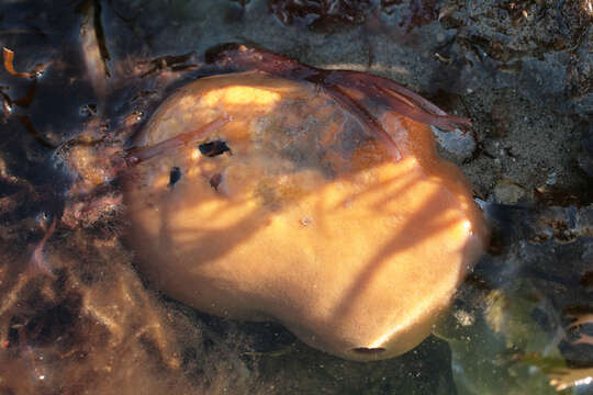 Image of Orange sponge