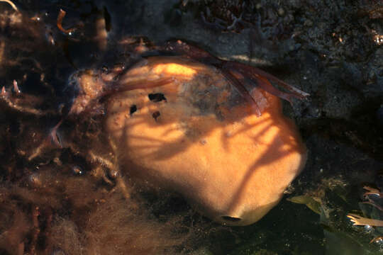 Image of Orange sponge