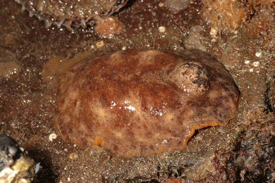 Image of Geitodoris planata (Alder & Hancock 1846)