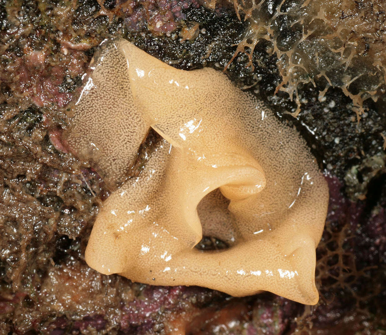 Image of Geitodoris planata (Alder & Hancock 1846)