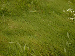 Image of seaside alkaligrass