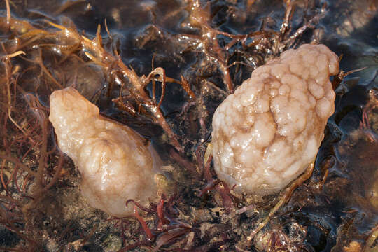 Image of white sea-squirt