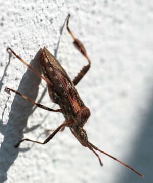 Imagem de Leptoglossus occidentalis Heidemann 1910