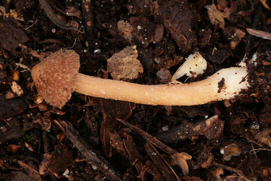 Image of Inocybe calospora Quél. 1881