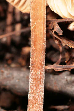 Image of Inocybe calospora Quél. 1881