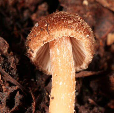 Image of Inocybe calospora Quél. 1881