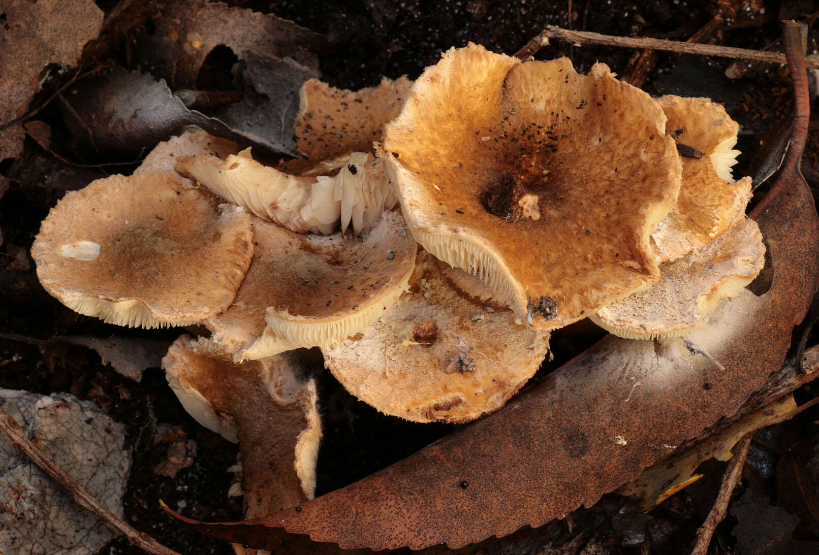 Image of Lepiota boudieri Bres. 1884