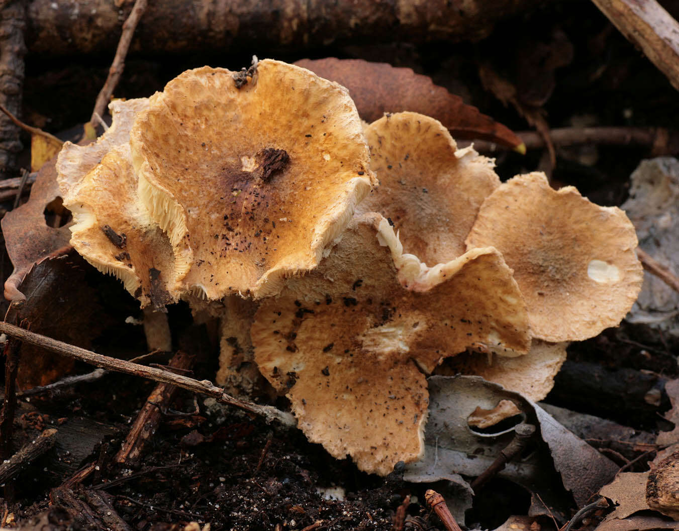 Image of Lepiota boudieri Bres. 1884