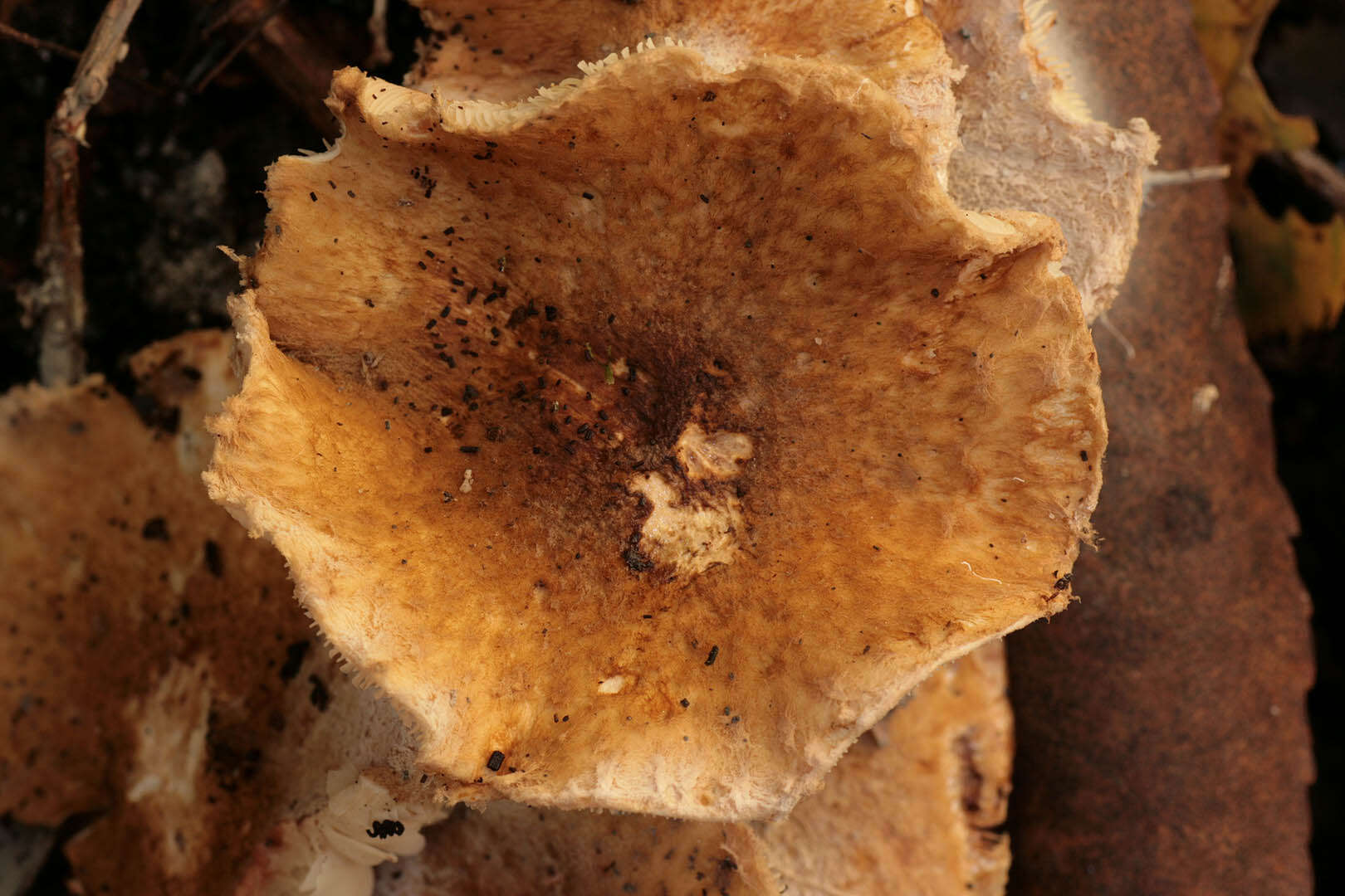 Image of Lepiota boudieri Bres. 1884