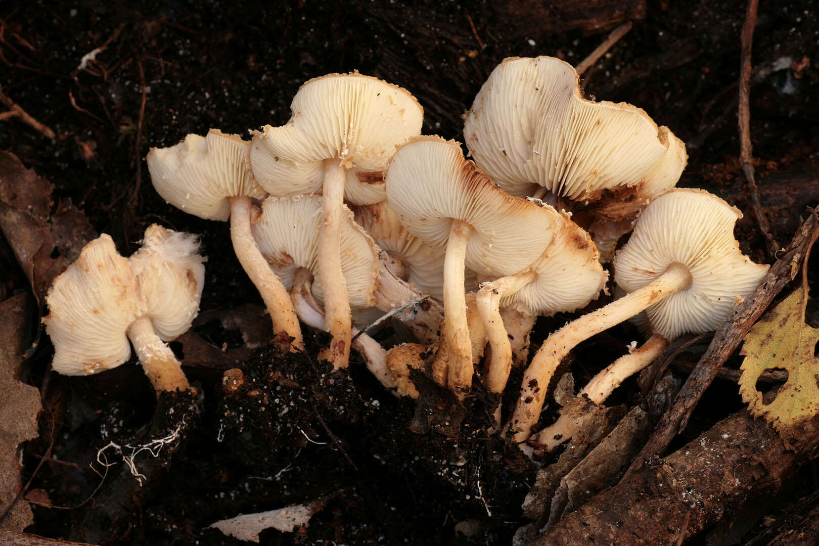 Image of Lepiota boudieri Bres. 1884