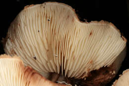 Image of Lepiota boudieri Bres. 1884