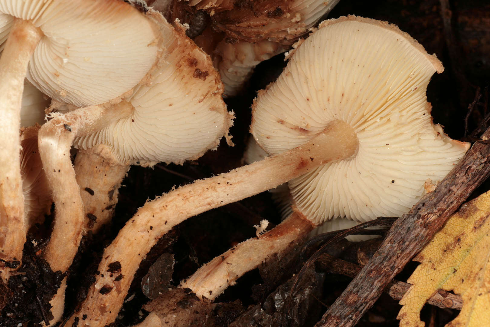 Image of Lepiota boudieri Bres. 1884