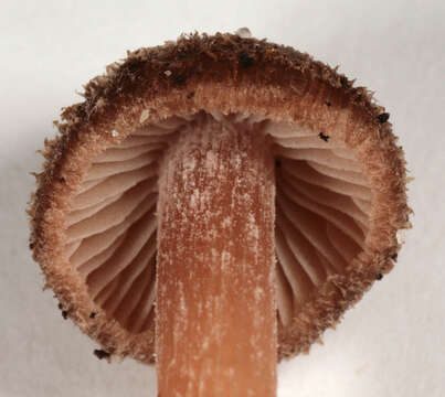 Image of Inocybe calospora Quél. 1881