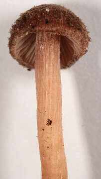 Image of Inocybe calospora Quél. 1881