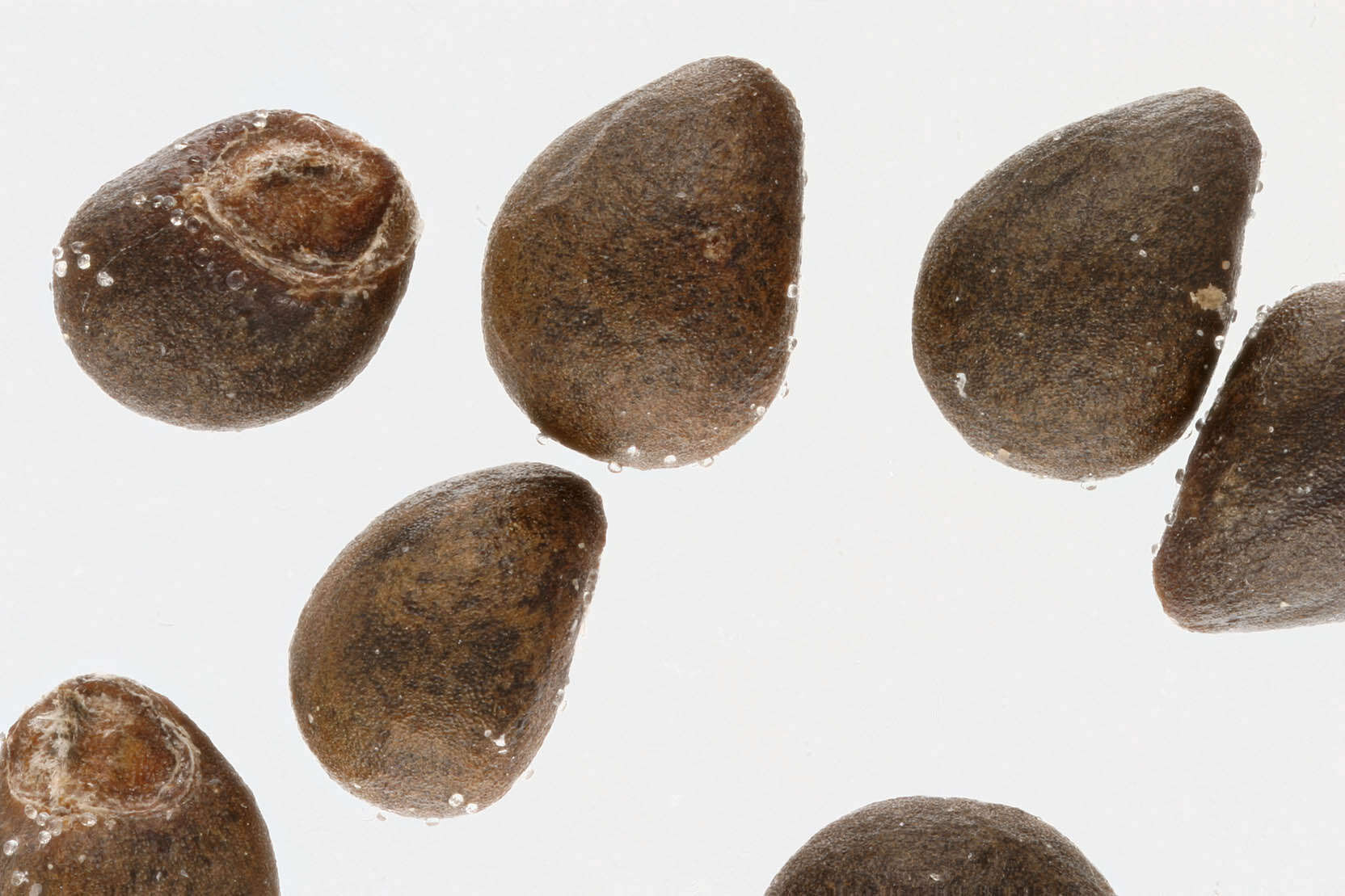 Слика од Teucrium scorodonia L.