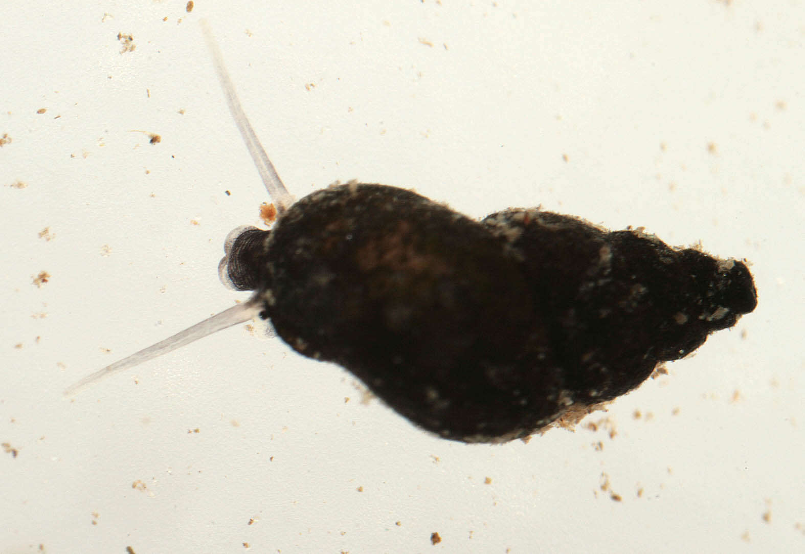 Image of Potamopyrgus Stimpson 1865